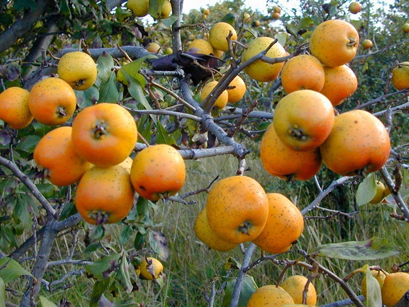 Tejocote - Frutas originarias de México